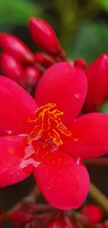 Close-up of a vibrant red flower with detailed petals and yellow stamens.