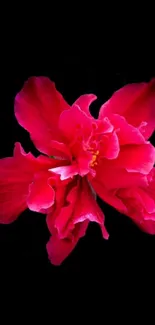 Vibrant red flower on a sleek black background.