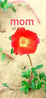 Red flower on sand with the word mom above.