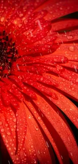 Vibrant red flower with raindrops against a dark background.