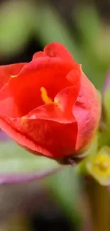 Close-up of a vibrant red flower with green and purple background.