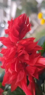 Close-up of vibrant red flower in a garden setting.