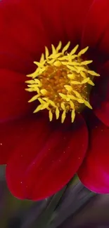 Vibrant red flower with a striking yellow center on a mobile wallpaper.