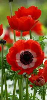 Red poppies in full bloom creating a vibrant floral display.