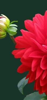 Vibrant red flower with green background mobile wallpaper.