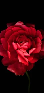 Vibrant red flower with dark background.