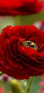 Vibrant red flower with detailed petals on a green background.