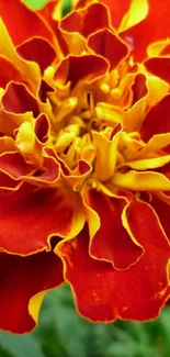 Vibrant red and yellow marigold flower wallpaper.