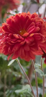 Close-up of vibrant red flowers in a lush garden setting, perfect for mobile wallpaper.