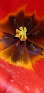 Close-up of a vibrant red flower with detailed petals.