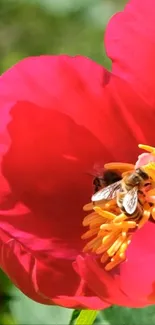 Vibrant red flower with bee and yellow stamen in sunshine.