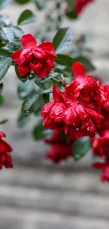 Vibrant red flowers with green leaves against a stone wall background.