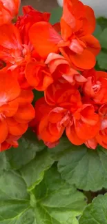 Vibrant red flowers with lush green leaves background.