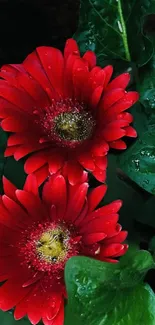 Vibrant red flowers with green leaves wallpaper.