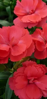 Close-up of vibrant red flowers with green leaves.