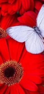 A white butterfly sits atop vibrant red flowers.