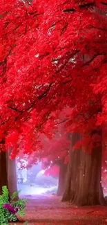 Vibrant red leaves canopy over forest path.