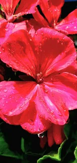 Red geranium flower with green leaves and water droplets.