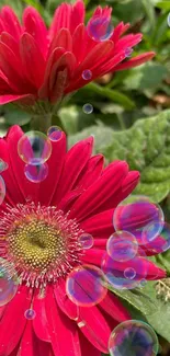 Vibrant red Gerbera daisies in a garden setting with green leaves.