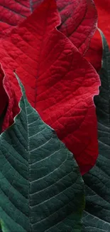 Close-up of vibrant red and green leaves with intricate patterns.