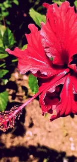 Vibrant red hibiscus flower in bloom with green leaves background.