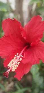 Vibrant red hibiscus flower against green foliage.