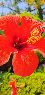 Vibrant red hibiscus flower with lush green background.