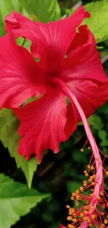 Vibrant red hibiscus flower with lush green leaves background.