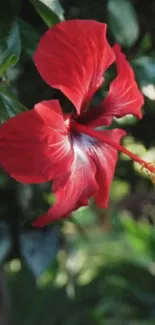 Close-up of a vibrant red hibiscus flower with lush green leaves.