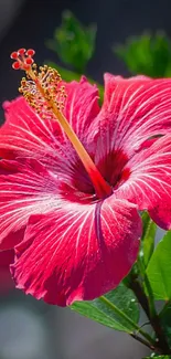 Vibrant red hibiscus flower with green leaves in the background.