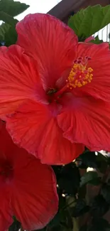 Red hibiscus flower with vibrant petals and green leaves for mobile wallpaper.