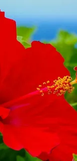 Bright red hibiscus flower with green leaves and blue sky background.