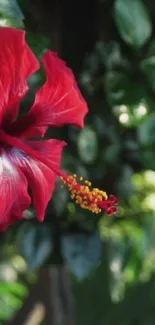 Close-up of vibrant red hibiscus against green leaves.