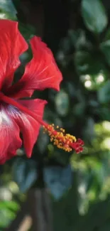 Red hibiscus flower with green leaves background.