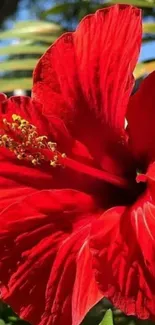 Vibrant red hibiscus flower in sunlight.