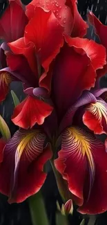 Vibrant red iris flower mobile wallpaper art.