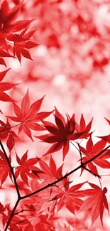 Vibrant red Japanese maple leaves creating serene wallpaper.