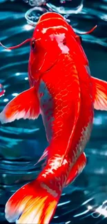 Bright red koi fish swimming in clear water, creating ripples and bubbles.