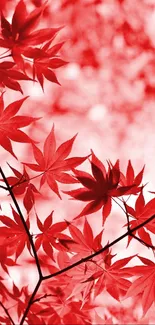 Artistic red leaves design wallpaper with maple foliage.