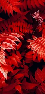 Bold red leaves create a vibrant mobile wallpaper.