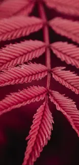 Vibrant crimson leaf on dark background.