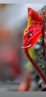 Vibrant red leaf with whimsical face in close-up.