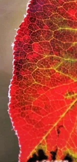 Close-up of a vibrant red leaf with intricate details.