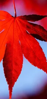 Vibrant red maple leaf against a blurred background.