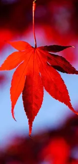 Vibrant red maple leaf against blue and red blurred background.