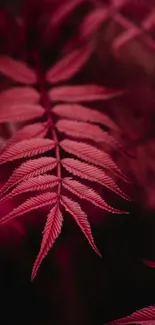 Close-up of a vibrant red leaf with intricate details and shadows.