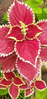 Vibrant red leaves with white edges and green background wallpaper.