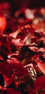 Close-up of vibrant red autumn leaves, perfect for wallpaper.