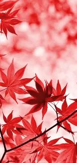 Mobile wallpaper of vibrant red maple leaves with a blurred background.