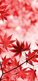 Vibrant red maple leaves against a light background.